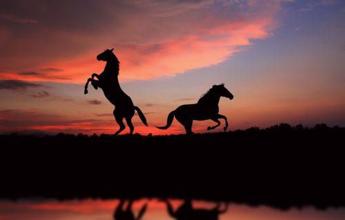 Home for Horses